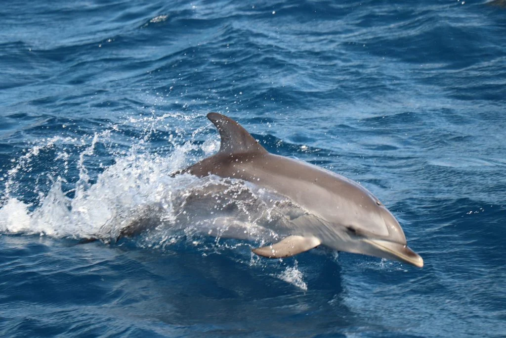 Delfin wynurzający się przy południowym wybrzeżu Fuerteventury