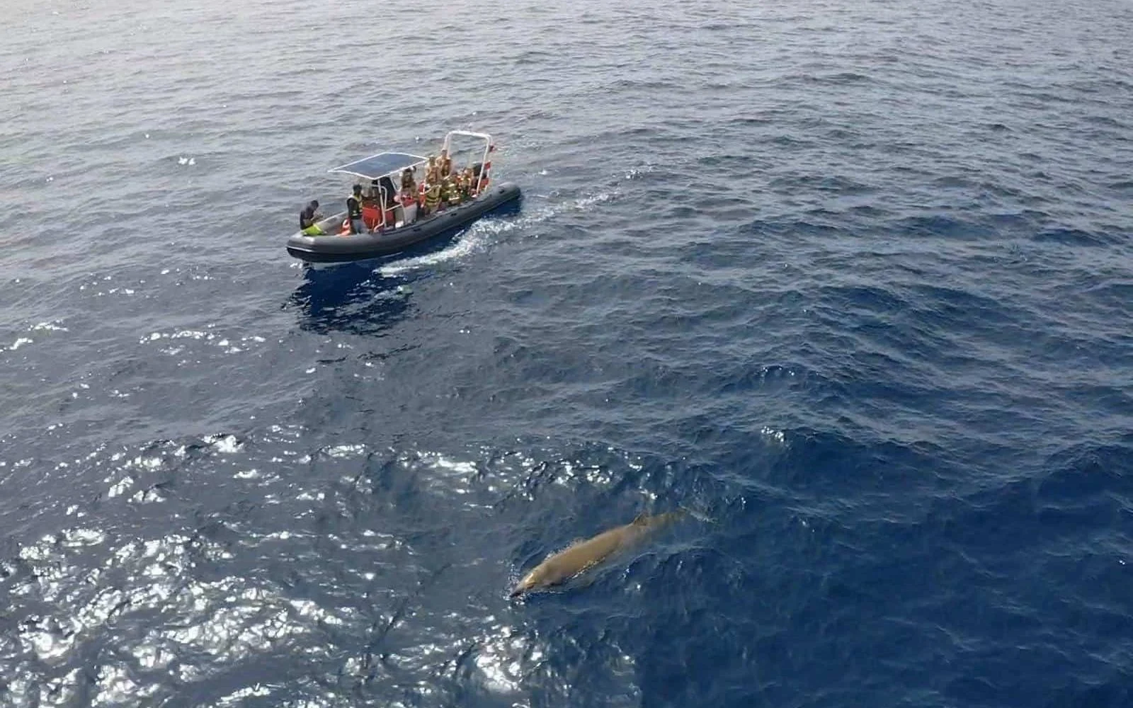 Rejs na delfiny (speed boat)