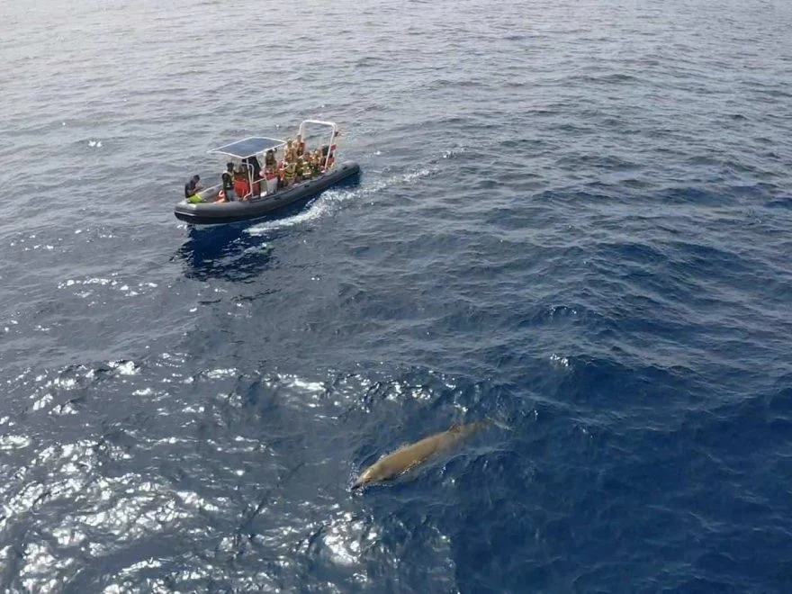 Rejs na delfiny (speed boat)
