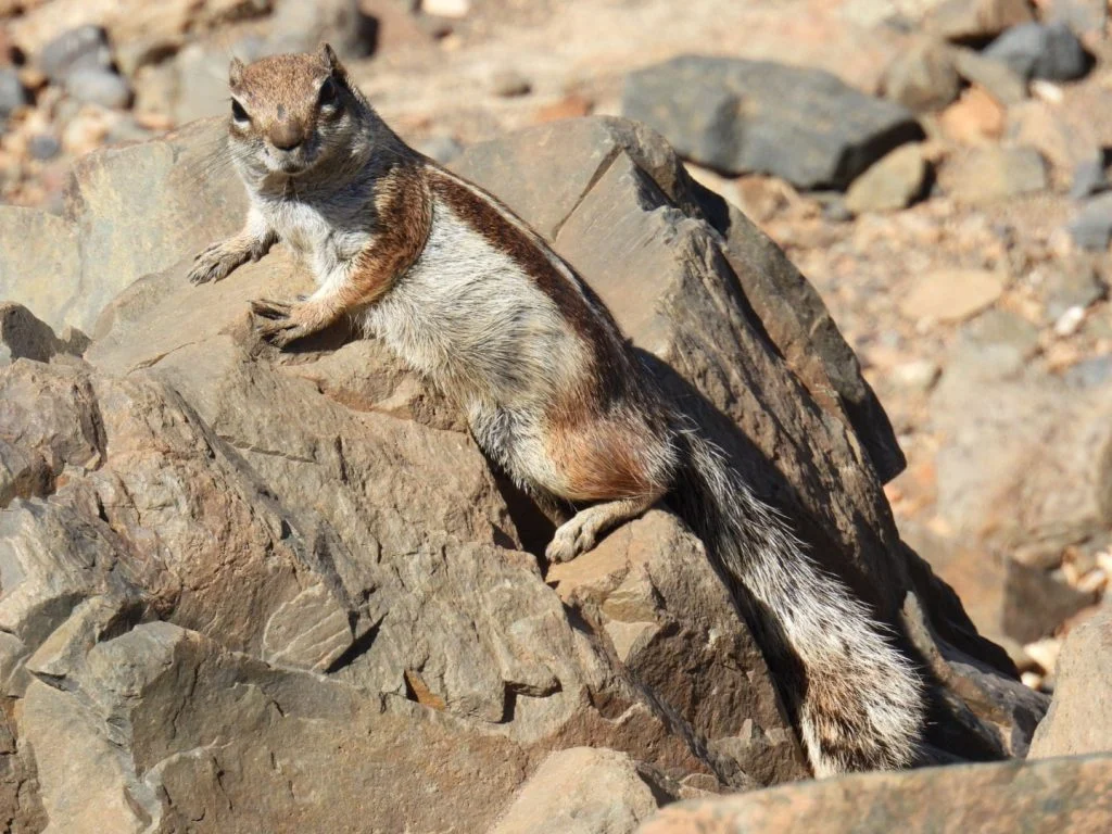 Wiewiórka berberyjska (berberyjka marokańska) na nasłonecznionej skale, Fuerteventura